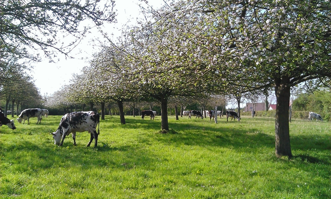 Les trois appellations Calvados - Part 1