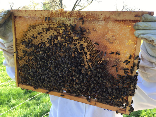 Le rôle indispensable des abeilles dans le verger cidricole