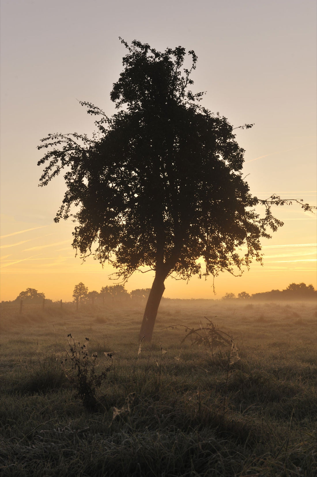 Le Calvados Domfrontais